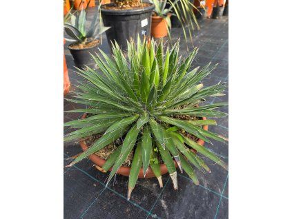 Agave filifera v šírke 55 cm