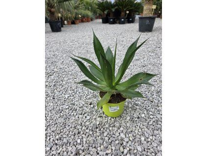Agave chiapensis v šírke 45 cm