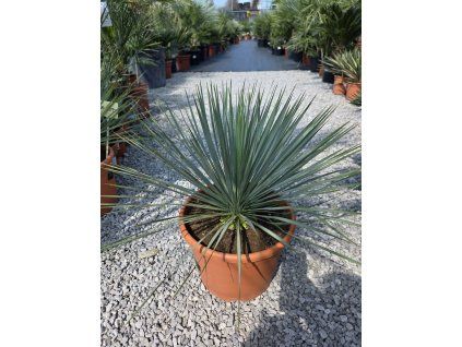 Yucca rostrata vo výške 60 cm