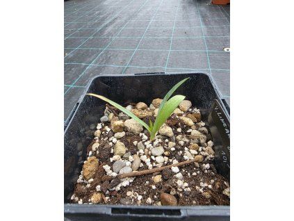 Yucca linearifolia mladý semenáčik