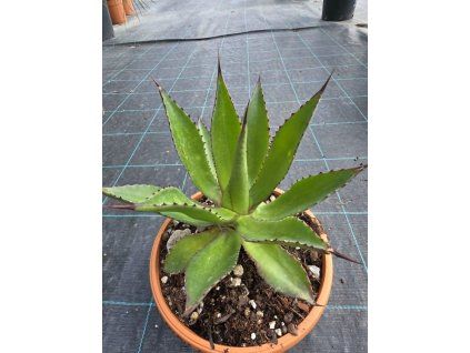 Agave chiapensis v šírke 27 cm