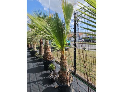 washingtonia-robusta-s-vyskou-kmena-62-cm-v-celkovej-vyske-250-cm-3