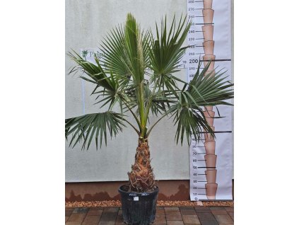 washingtonia-robusta-s-vyskou-kmena-62-cm-v-celkovej-vyske-250-cm