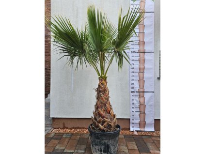 washingtonia-robusta-s-vyskou-kmena-97-cm-v-celkovej-vyske-300-cm