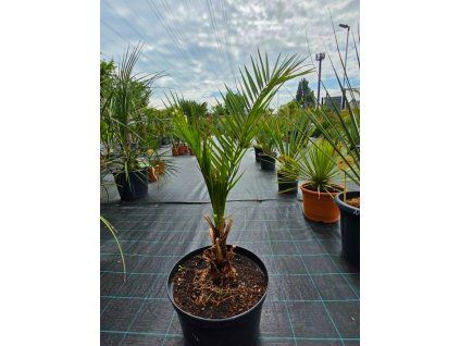 Phoenix canariensis vo výške 110 cm