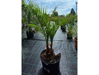 Phoenix canariensis 2 kmeňe vo výške 110 cm