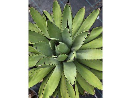 Agave macroacantha ‘Viridis’ vo výške 45 cm 1