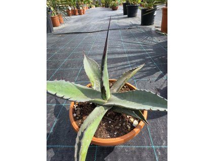 Agave parrasana v šírke 33 cm