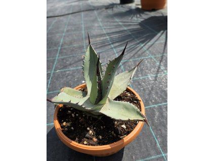 Agave aplanata v šírke 25 cm