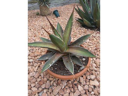 Agave impressa ‘Impressive’ v šírke 28 cm