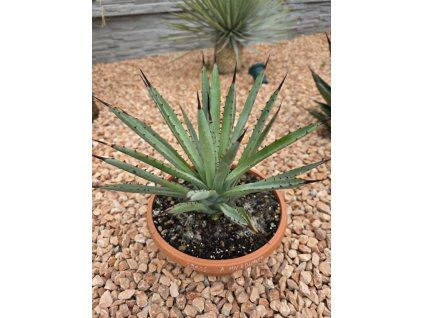 Agave macroacantha ‘Viridis’ v šírke 38 cm