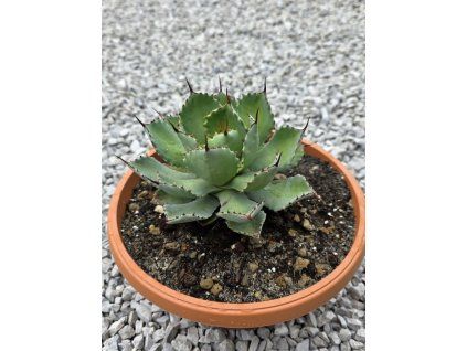 Agave isthmensis v šírke 18 cm
