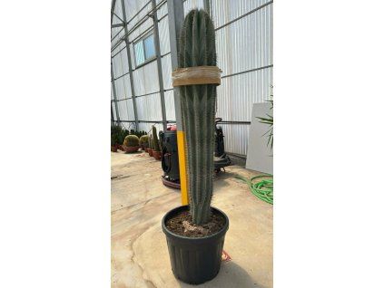 Pachycereus pringlei