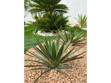 Yucca gloriosa ‘Variegata’ 1