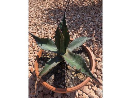 Agave parrasana v šírke 29 cm
