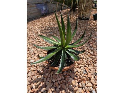 Agave garciae mendozae v šírke 40 cm