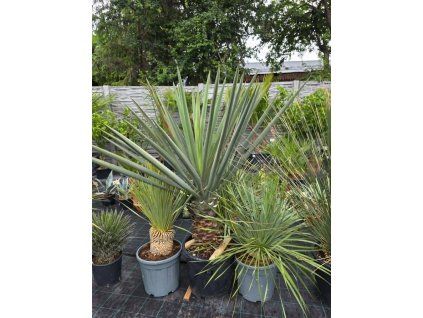 Yucca treculeana 40L 1