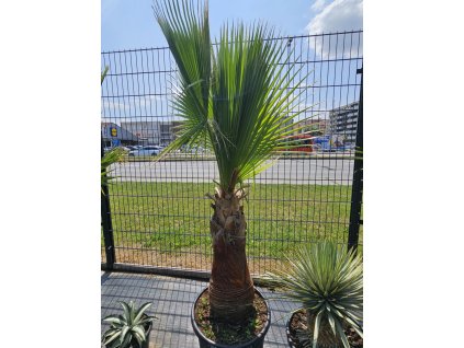 washingtonia-filibusta-s-hladkym-kmenom-s-vyskou-kmena-70-cm-v-celkovej-vyske-220 - orezane listy 7-6-2025