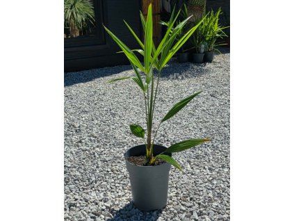 Trachycarpus fortunei 70 cm