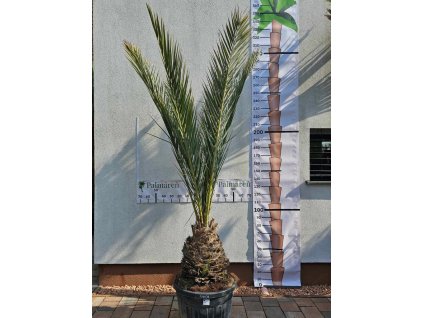 Phoenix dactylifera s výškou kmeňa 50 cm v celkovej výške 300 cm