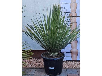 Dasylirion serratifolium s výškou 95 cm
