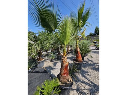 washingtonia-filibusta-s-hladkym-kmenom-s-vyskou-kmena-80-cm