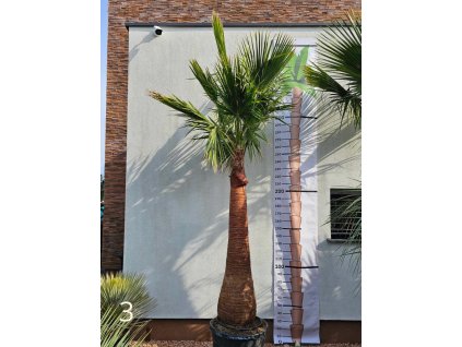 Washingtonia robusta s hladkým kmeňom s výškou kmeňa 190 cm, celková výška 420 cm