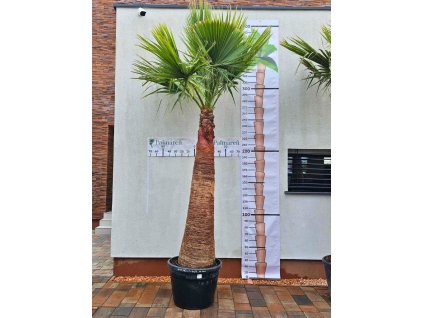 washingtonia-filibusta-s-hladkym-kmenom-s-vyskou-kmena-200-cm-v-celkovej-vyske-370-cm