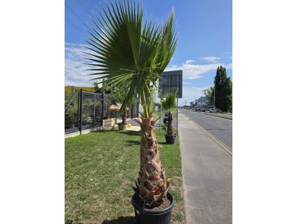 washingtonia-robusta-s-vyskou-kmena-102-cm-v-celkovej-vyske-280-cm-3