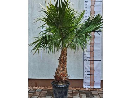 washingtonia-robusta-s-vyskou-kmena-102-cm-v-celkovej-vyske-280-cm