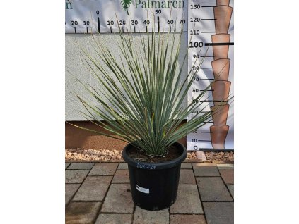 Dasylirion wheeleri 25 l v celkovej výške cca 110 cm
