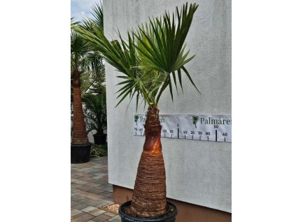 washingtonia-filibusta-s-hladkym-kmenom-s-vyskou-kmena-103-cm-v-celkovej-vyske-250-cm