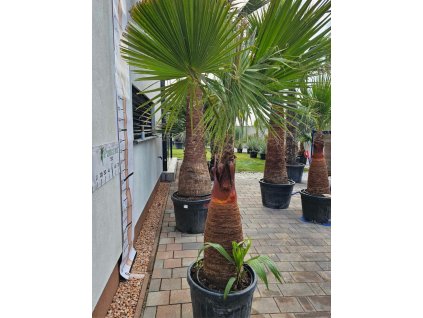 Washingtonia filibusta s hladkým kmeňom s výškou kmeňa 104 cm v celkovej výške 250 cm