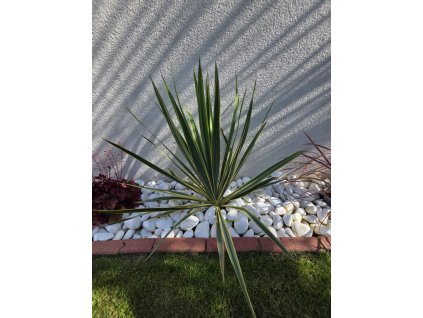 yucca-filamentosa--bright-edge--35-cm-5