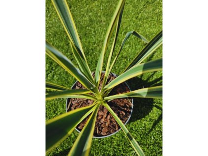 yucca-filamentosa--bright-edge--35-cm