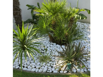 Yucca filamentosa Citrus Twist v našej výsadbe