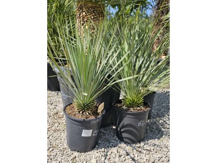 yucca-rostrata--v-celkovej-vyske-80-cm-4