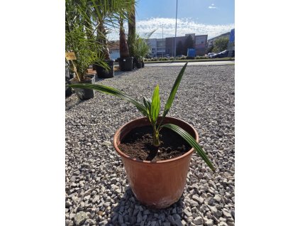 trachycarpus-wagnerianus--princeps---f1-hybrid--mlada-sadenica