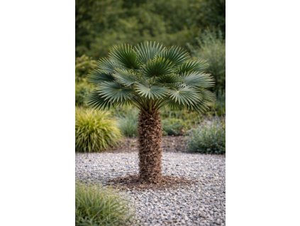 Trachycarpus wagnerianus × princeps ilustračný obrázok dospelej rastliny