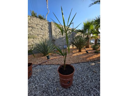 trachycarpus-fortunei--nainital---princeps---f1-hybrid--mlada-sadenica