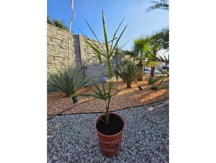 trachycarpus-fortunei--nainital---princeps---f1-hybrid--mlada-sadenica-1