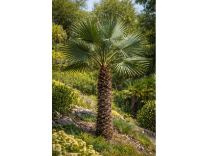 Trachycarpus fortunei 'Nainital' × princeps - ilustracny obrazok dospelej palmy