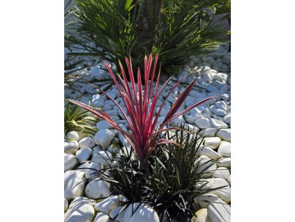 Cordyline australis Festival Raspberry vo výsadbe