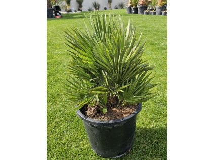 chamaerops-vulcano-vyska-rastliny-bez-kvetinaca-45-cm