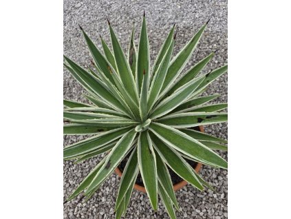 agave-angustifolia-variegata-10-l