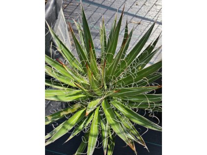 agave-filifera-10-l