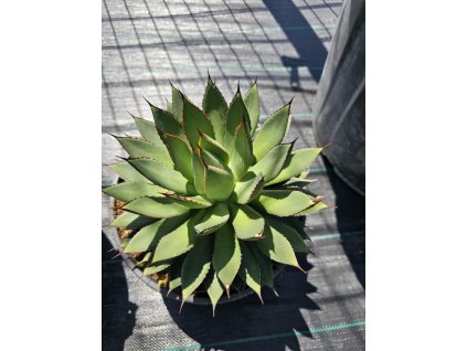 agave-filifera-isthmensis-bol-25