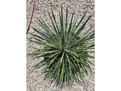 agave-geminiflora-10-l
