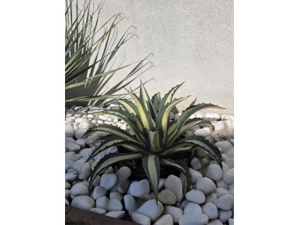 agave-americana-mediopicta-alba-15-l-6