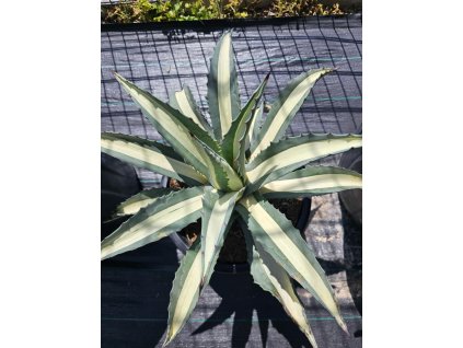 agave-americana-mediopicta-alba-15-l